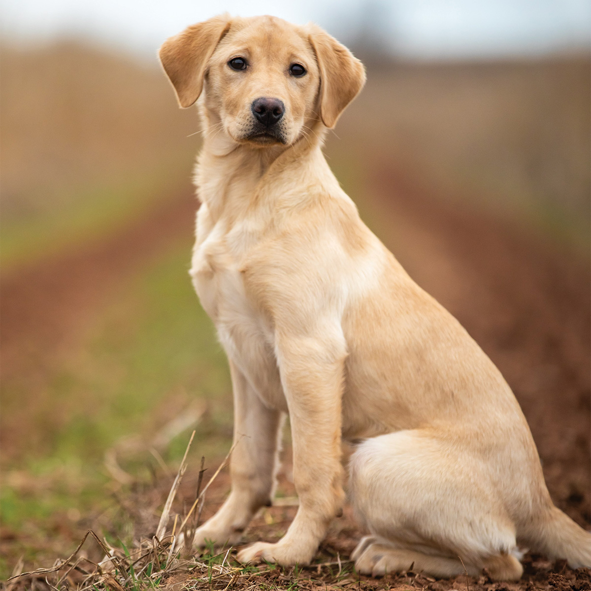 LAbrador retriever puppy. Photo courtesy of Southern Oak Kennels by Aaron Davis 